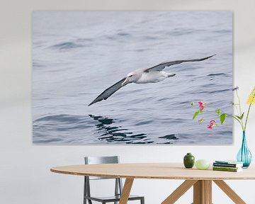 Albatross above open ocean by Rick van der Weijde