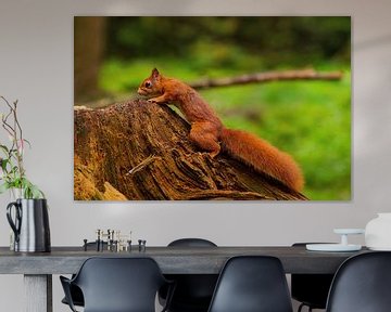 Eichhörnchen im Wald von Merijn Loch