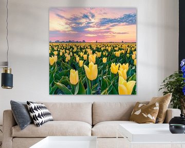 Yellow Tulips by Nick de Jonge - Skeyes