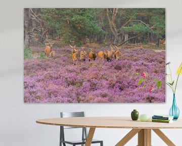 Groepje Edelhert vrouw van Merijn Loch