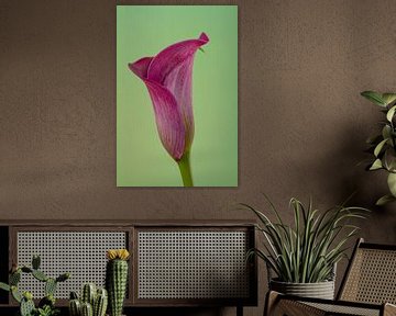 Fleur d'un calla violet sur fond vert sur Joachim Küster