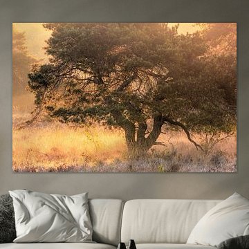 Une belle lumière au Quin