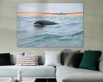 Dolphin by Merijn Loch