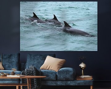 Tuimelaars Schotland (Dolfijn) van Merijn Loch