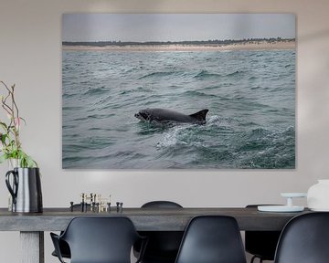 Tuimelaar Dolfijn Schotland van Merijn Loch