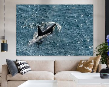 Orca (Orca) Schottland von Merijn Loch