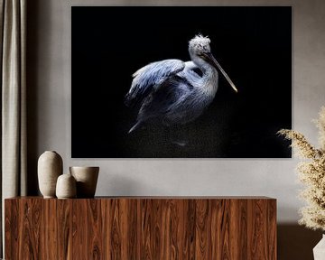 Pelican by Claudia Moeckel