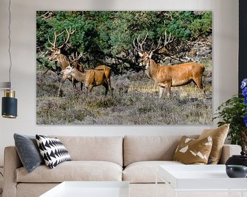 Group male red deer by Merijn Loch