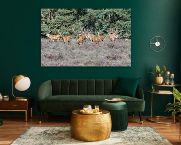 Large group of males Red deer by Merijn Loch