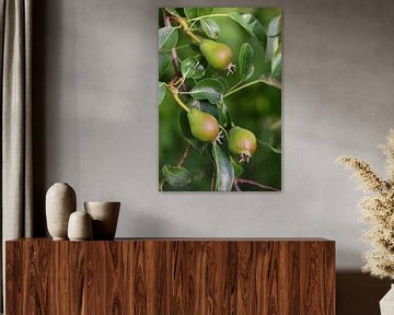 drie onrijpe peren die aan een perenboom hangen van Ulrike Leone