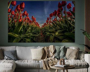 Red tulips in line by Erik Keuker