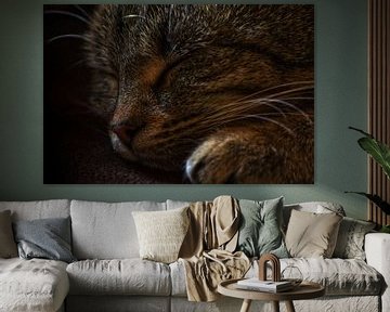 Sleeping cat by Ina Fischer