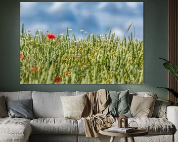 Wheat field with chamomile and poppies in South Limburg by John Kreukniet