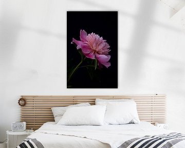 Pivoine rose sur Photos by Aad