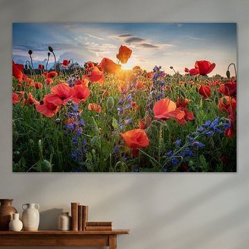 Papaverveld van Steffen Gierok