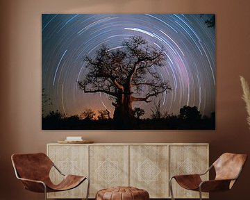 Baobab tree surrounded by stars by Frans Lemmens