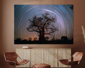 Baobab tree surrounded by stars