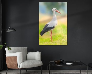 White stork (Ciconia ciconia) bird with distinctive white and black feathers searching for food in a by Sjoerd van der Wal Photography