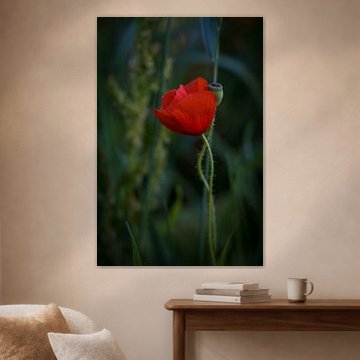 Einsamer Mohn auf dem Feld