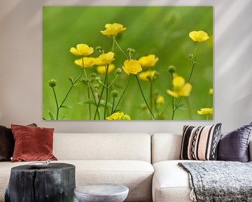 Buttercups in the grass by Ad Jekel