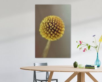 Makro Gelbe Blütentrommel von Klik! Images