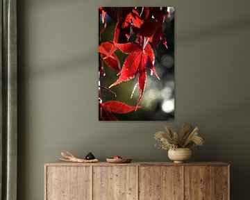 Rood blad in herfst