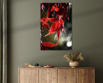 Rood blad in herfst van Fred de Krom