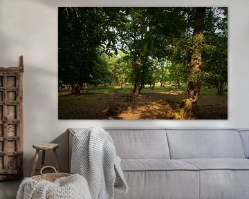 Forest in Drenthe