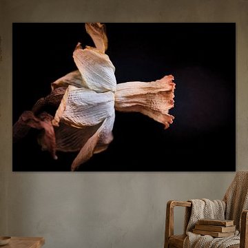 rokende narcis op zwart van Karel Ham