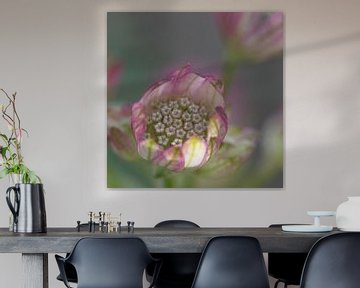 Pink flower Astrantia by Bianca Muntinga