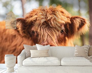 Scottish Highland cattle calf looking into the lens by Sjoerd van der Wal Photography