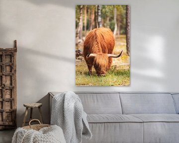 Schottische Hochlandrinder im Naturschutzgebiet Veluwe von Sjoerd van der Wal Fotografie