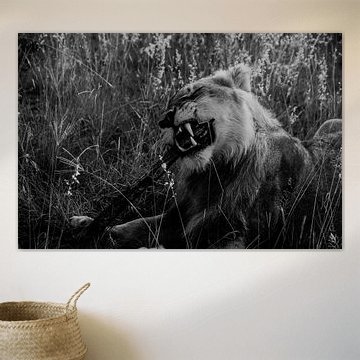 Lion sharpening his teeth