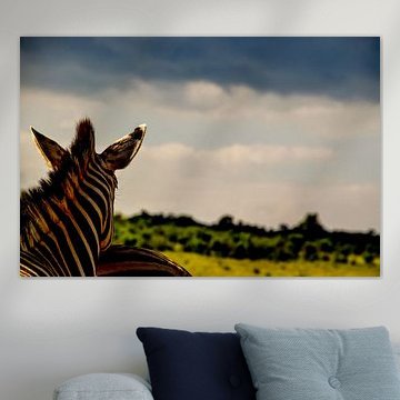 Zebra on the lookout