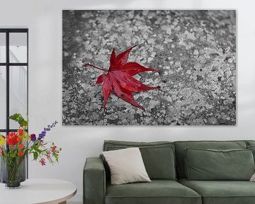 Rood blad op grijze steen