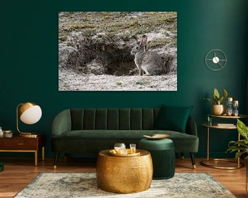 Wildkaninchen ( Oryctolagus cuniculus ), wildes Kaninchen sitzt vor Kaninchenbau in den Dünen, wildl von wunderbare Erde