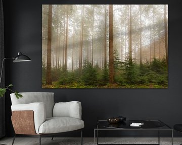 Un paysage de pins brumeux lors d'une journée d'automne brumeuse sur Sjoerd van der Wal Photographie