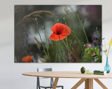 Poppy