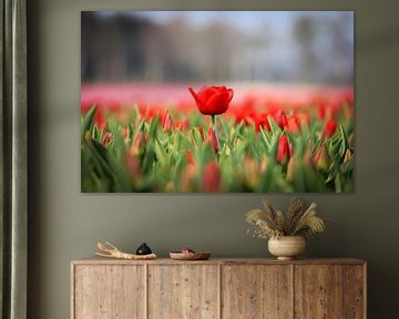 Rode tulpen van Kim van der Plas