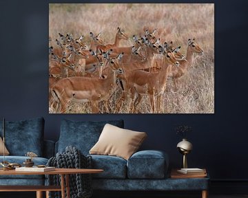 Herd of Impala by Rini Kools