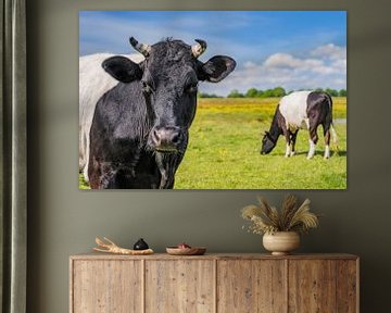 Dutch Belted cow in the Vechtdal during a springtime day by Sjoerd van der Wal Photography