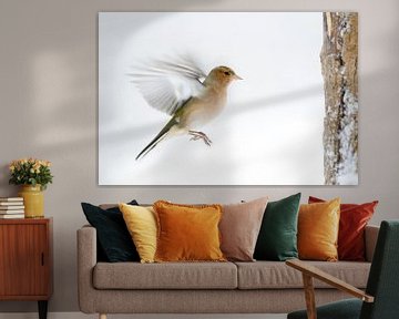 Buchfink ( Fringilla coelebs ) im winter, Schnee, im Flug, Anflug, wildlife, Europe. von wunderbare Erde