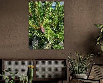 Pine with fruit