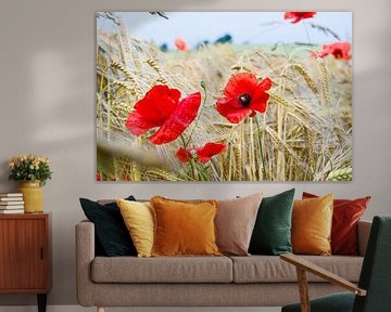 Des coquelicots entre les blés