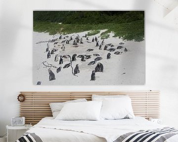 Penguins on the beach by Quinta Dijk