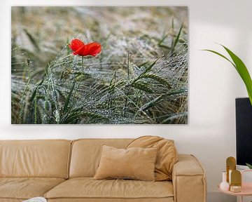 Un coquelicot dans le champ de maïs après la pluie sur Elke Wolfbeisser