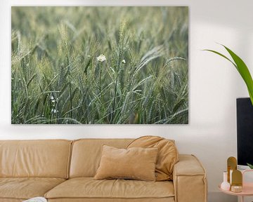 Flower cornfield after the rain by Elke Wolfbeisser