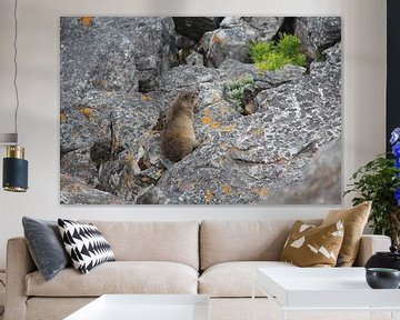 Marmot op Tafelberg van Quinta Dijk