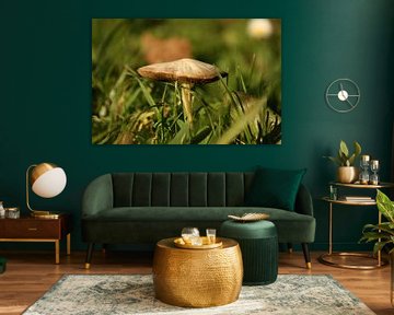 Paddenstoel in het gras