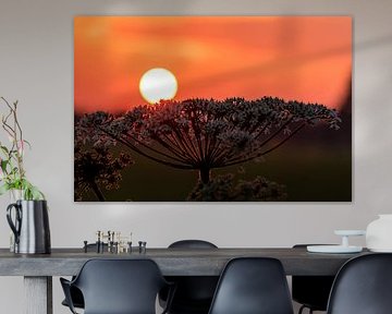Sun rests on plant (setting sun) by Devlin Jacobs